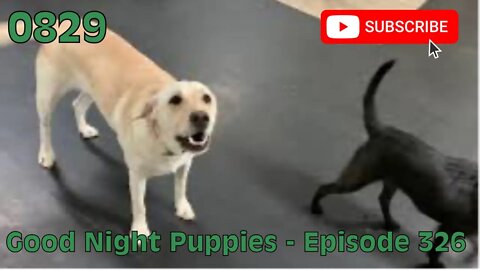 [0829] GOOD NIGHT PUPPIES - EPISODE 326 [#dogs #doggos #doggies #puppies #dogdaycare]