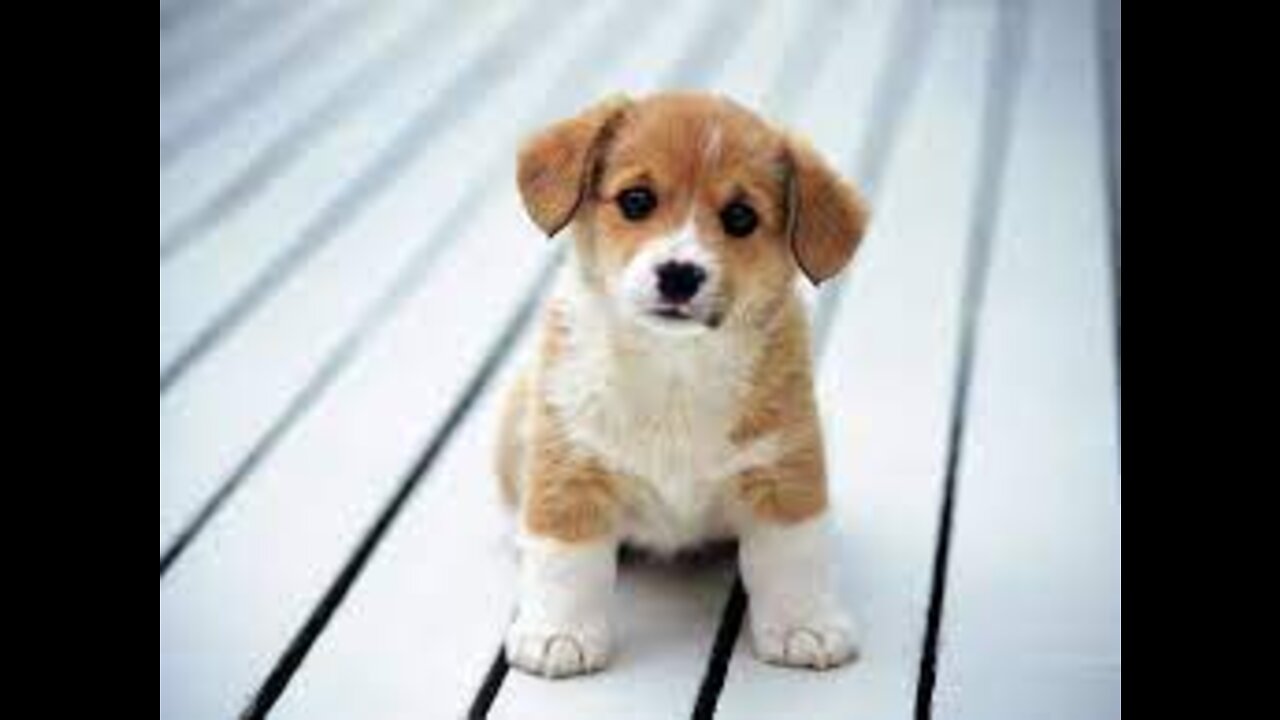 ππCute And Funny Pets | Try Not To Laugh To These Pets ππ