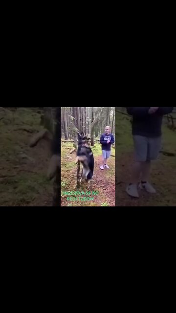 SHORT DAY: DOG LENHA