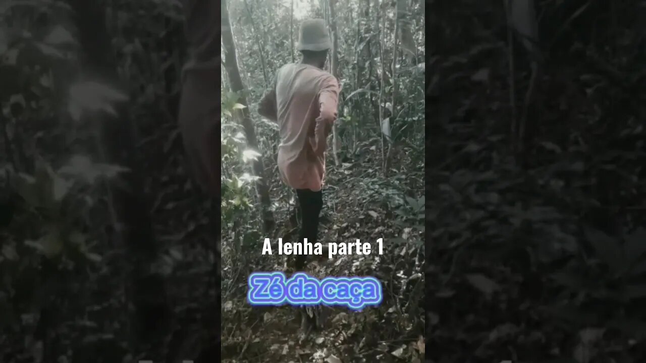 chicó carregou o feixo de lenha de Zé da caça e ele ficou desesperado 😥😢#videosengraçados