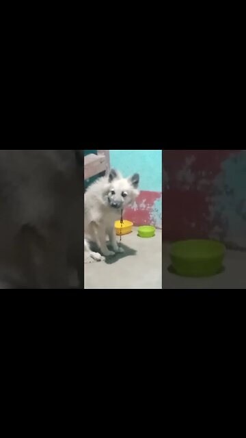 dog barking||dog barking sound||angry dog barking sound||#shorts #dogbarking #youtubeshorts