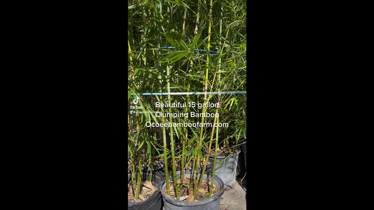 Beautiful 15 gallon Graceful Bamboo Ocoee Bamboo Farm 407-777-4807