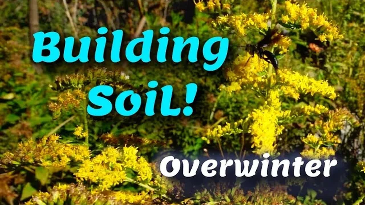 Building Soil for FREE over winter!