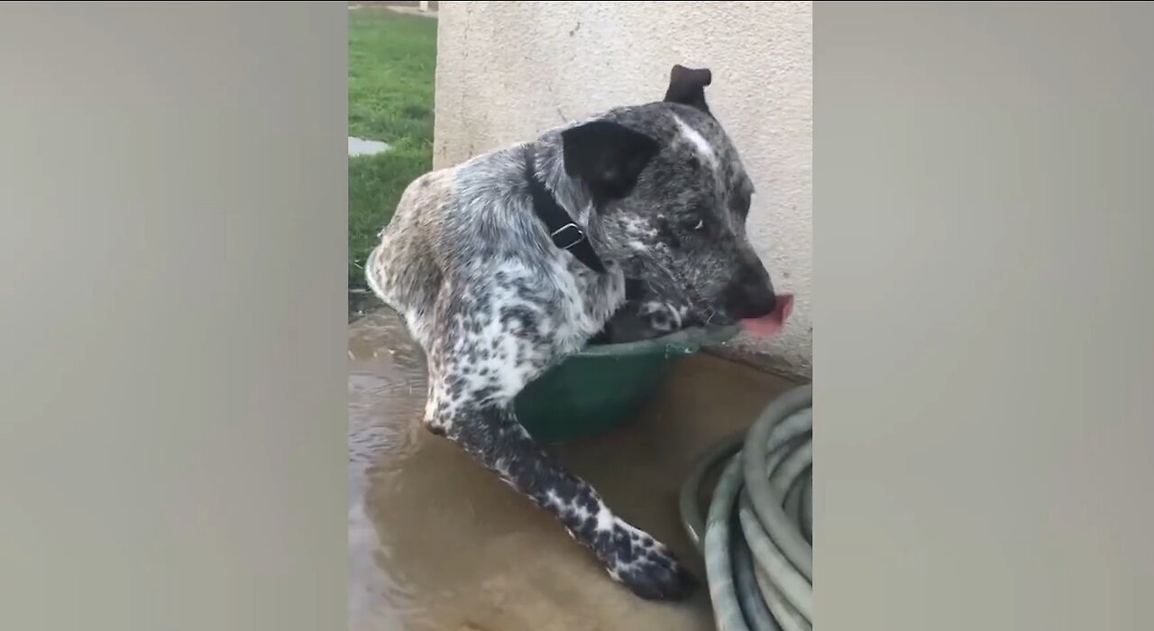 Try Not To Laugh3 - Dogs and Cats