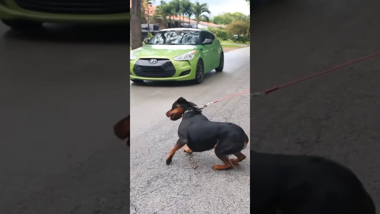 Dog Wants To Eat Car? 🤣