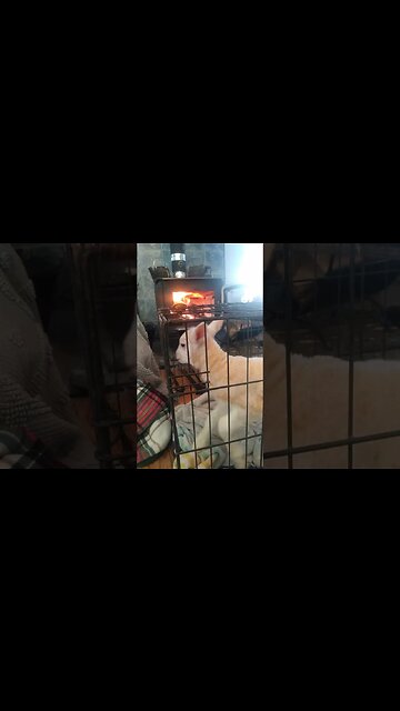 New Lamb By The Wood Stove...