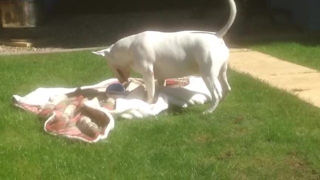 English Bull Terrier ecstatic about new toy