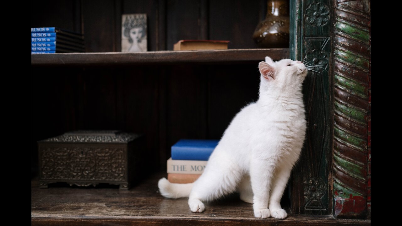 Funny cat trying to climbing bookshelf