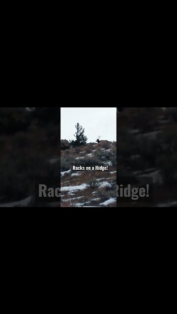 Racks on a Ridge! #elk #elkhunting #hunting #bullelk #rackonaridge #winterrangebulls #wyominglife
