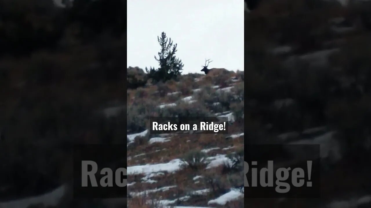 Racks on a Ridge! #elk #elkhunting #hunting #bullelk #rackonaridge #winterrangebulls #wyominglife