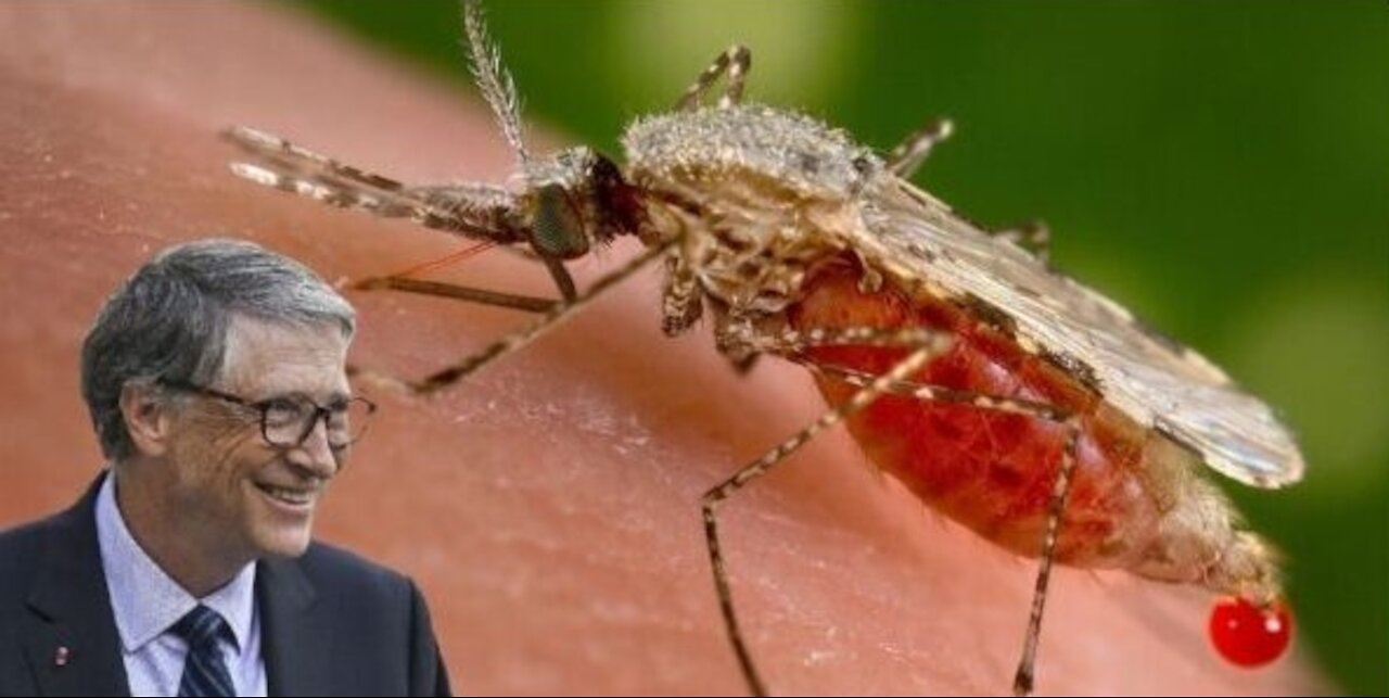 Gates Backed Company To Release GM Mosquitoes