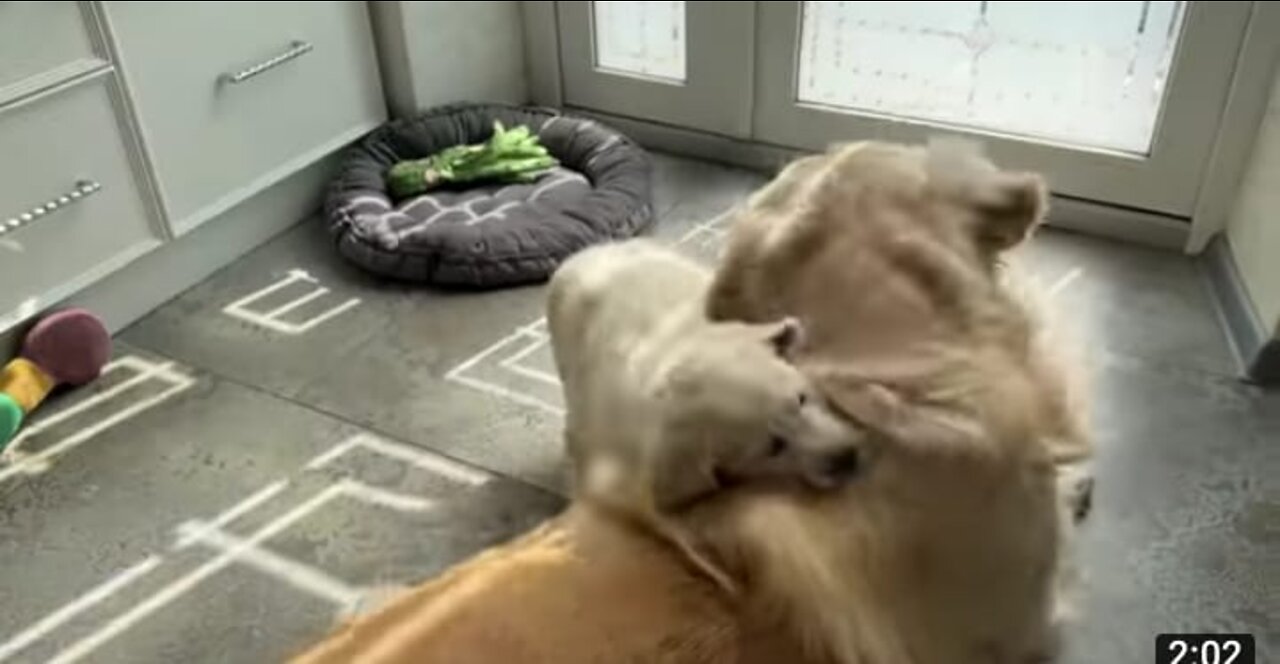 Golden Retriever Attacked by Golden Retriever Puppy