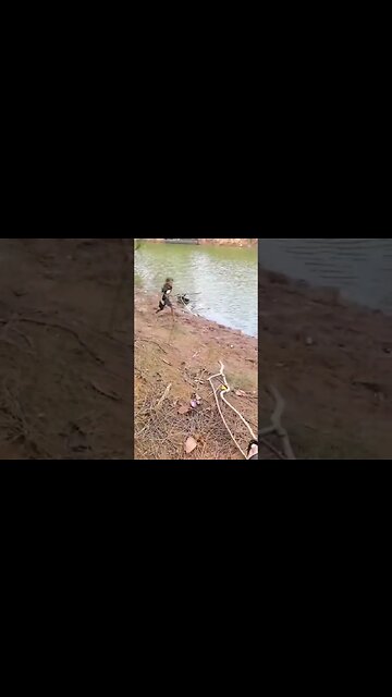 Failing Down A Steep Hill In Hawaii While Fishing #fail #bassfishing #peacockbass