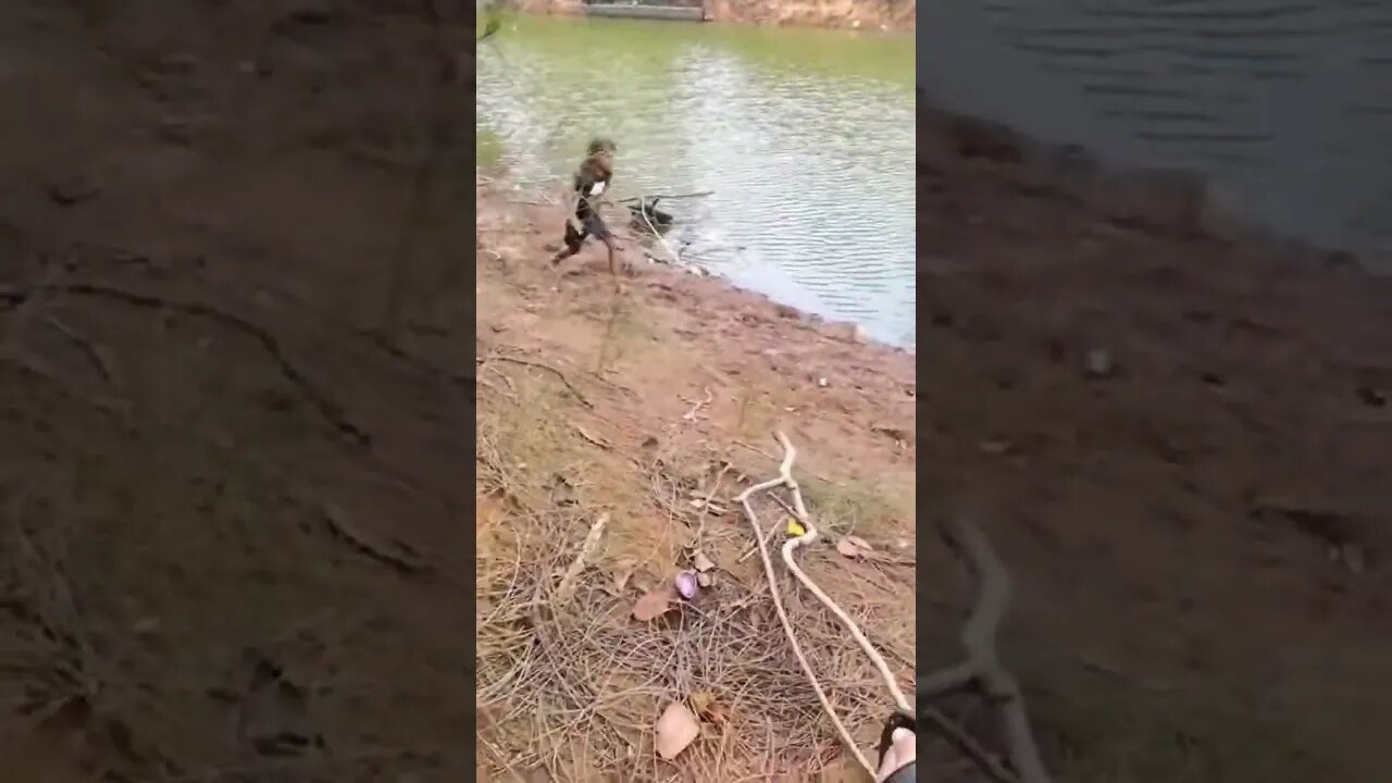 Failing Down A Steep Hill In Hawaii While Fishing #fail #bassfishing #peacockbass