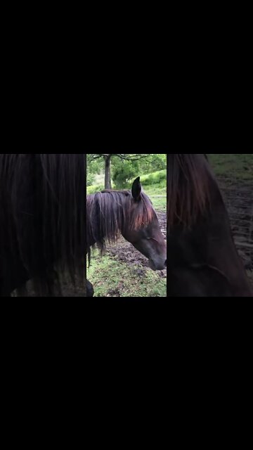 Ruby’s leg is healing