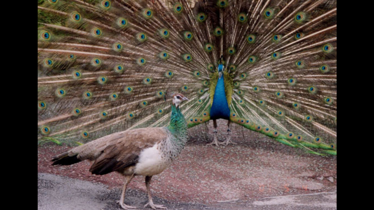 Peacock Funny