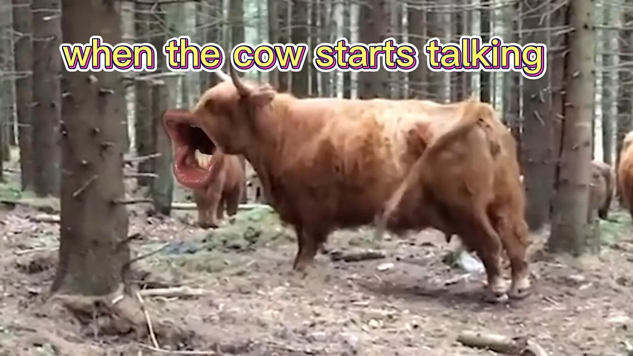 Cows and dogs in nature's pasture