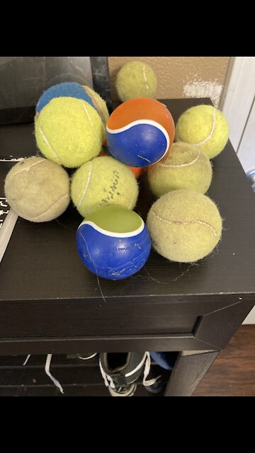 Golden Retriever’s Christmas Gift comes true