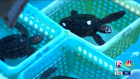 Climate change threatens future of sea turtles
