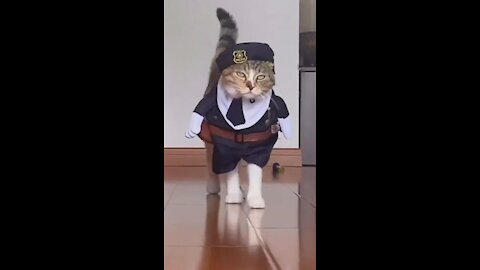 Funny Cute Pets, Dogs and Cats Momment