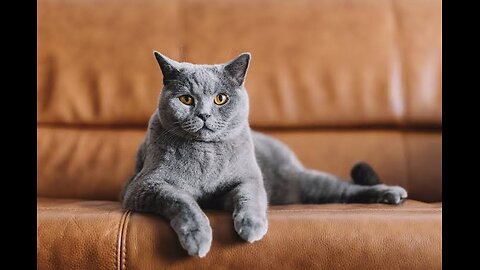 Funniest cat. 120