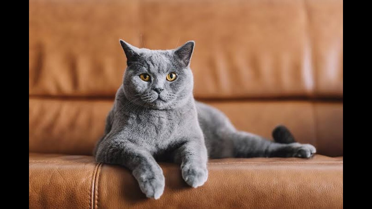 Funniest cat. 120