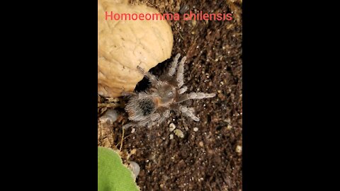 Tarantula pictures and feeding clips