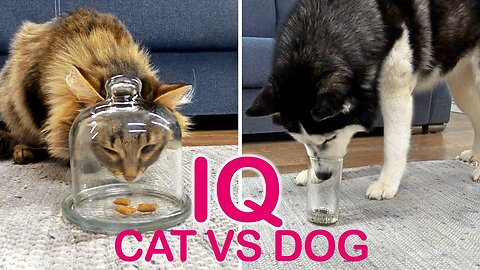 Is A Dog Really Smarter Than A Cat? I Check the IQ of My Husky And Kitty.