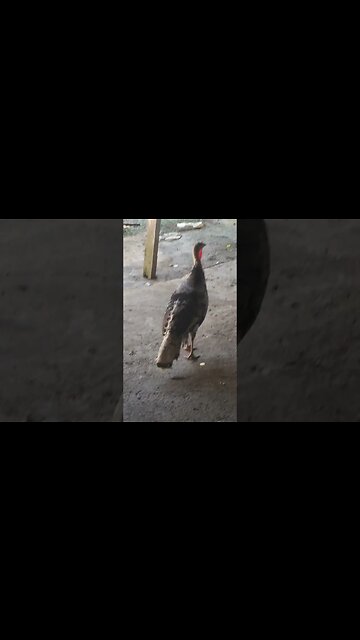 COQ LE TURKEY WALKS