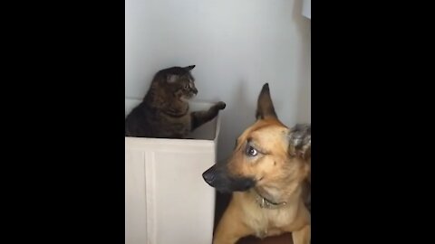 Cats vs dogs Funny pets funny videos 2021