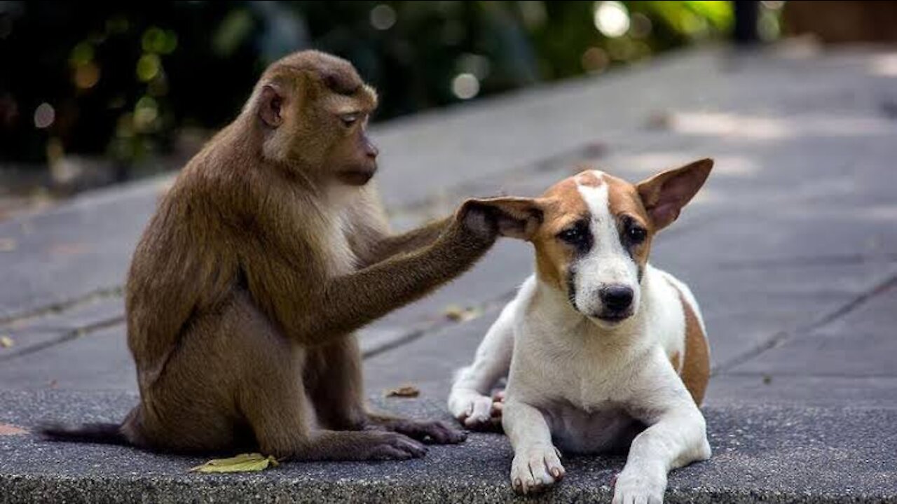 Monkey VS Dog funny video you can't see before this