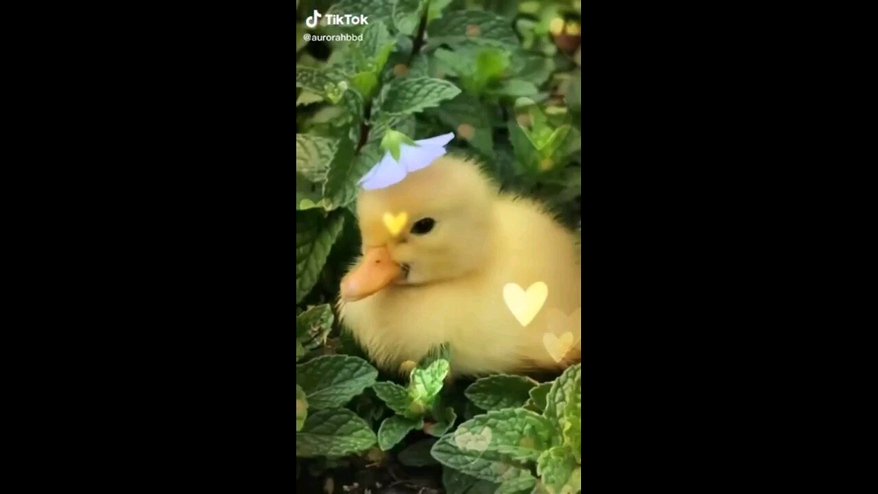 Cutest_animals_video_compilation_😍
