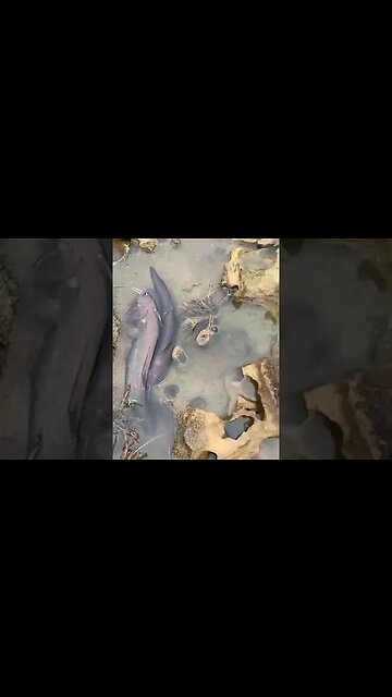 Fishing Malala Diu-Daman #bharatsamgi #fishing #diu