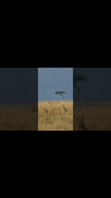 Tawny Lions, Golden Grass #shorts | #ShortsAfrica | #Septdailyshorts