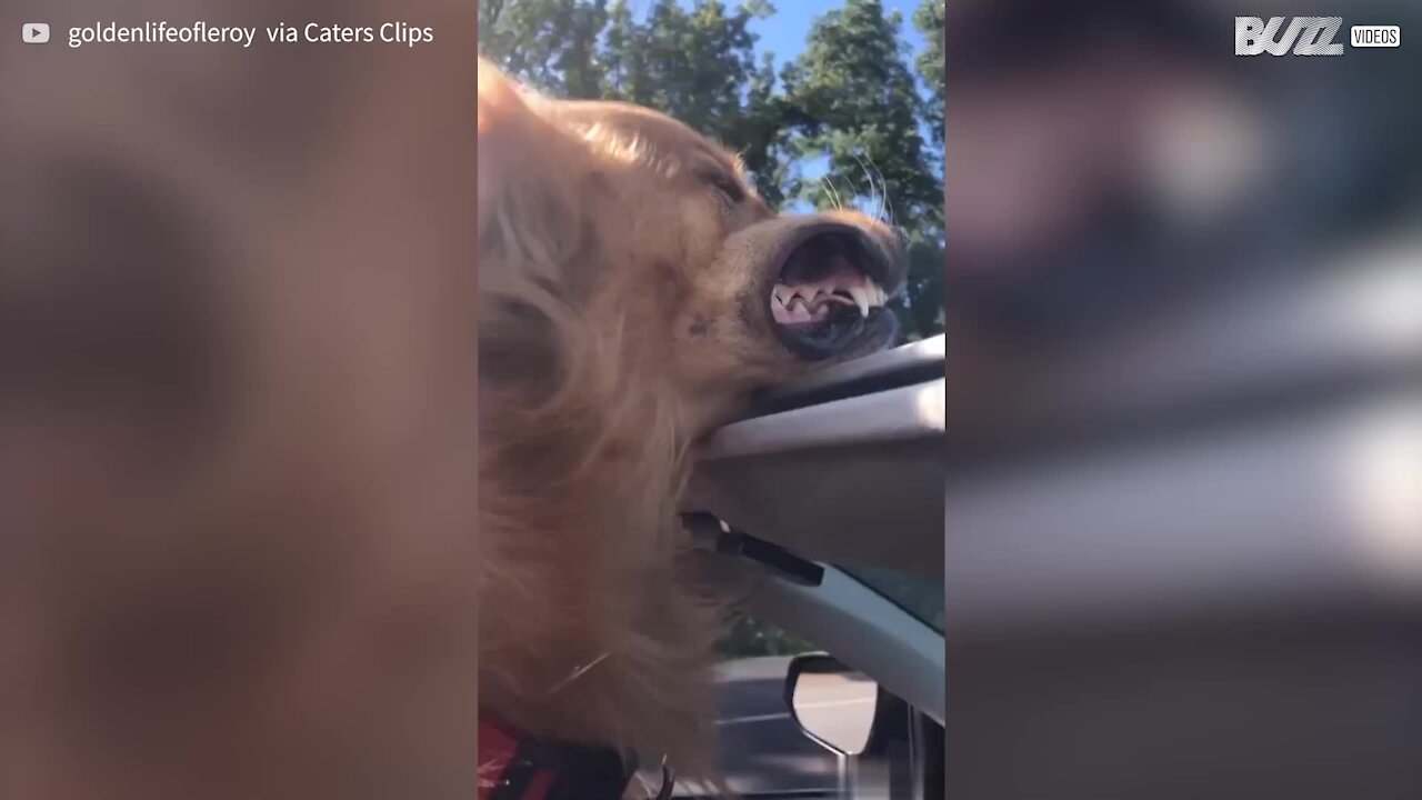 Cão adora apanhar ar em passeio de carro