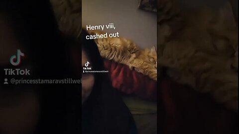 Maine Coon kitten Sweet Dreams are made of this