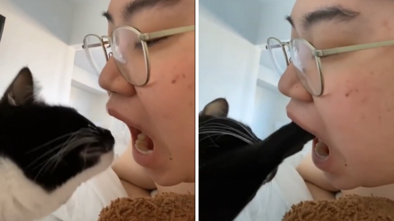 Cat Meme | Funny Cats And Cute Kittens 02