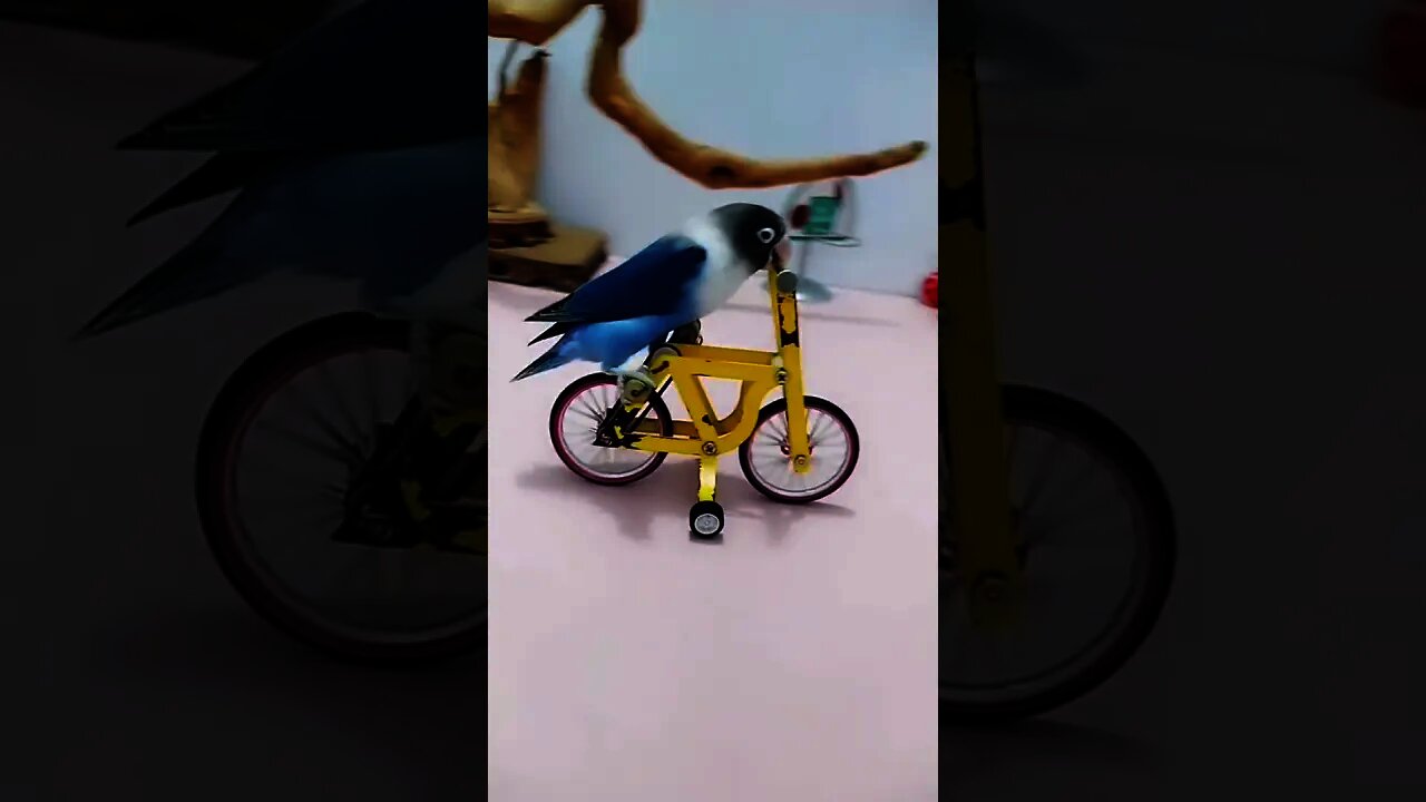 FUNNY AND CUTE BIRDS 🐦🦆