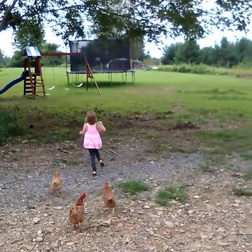 Pack Of Chickens Chases A Little Girl