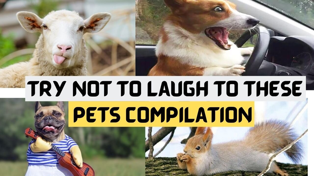 Try Not To Laugh To These Pets Compilation 2021