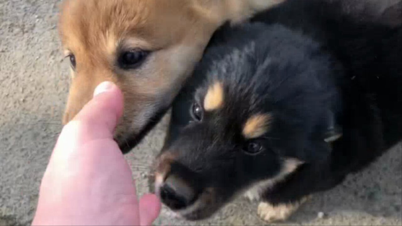 So cute puppies