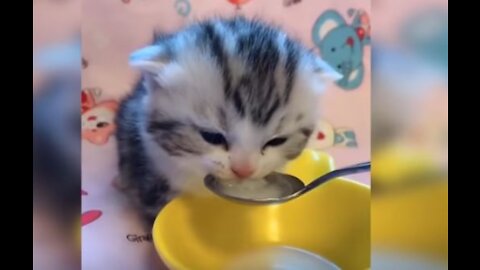 Baby Cats - Cute and Funny Baby Cat Videos Compilation