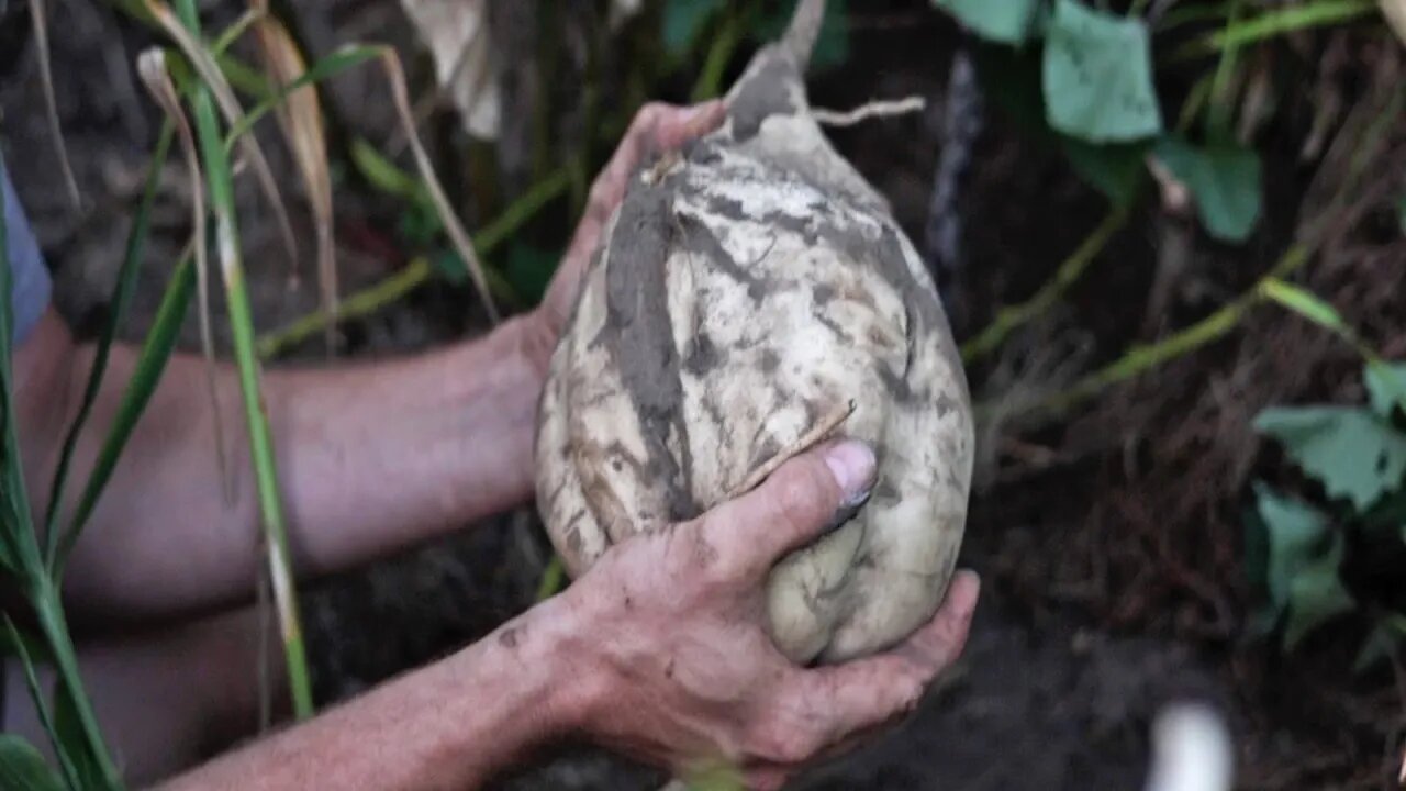 How We Get Fast Yields in Our Grocery Row Garden