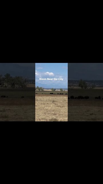 Bison Near The City #Shorts