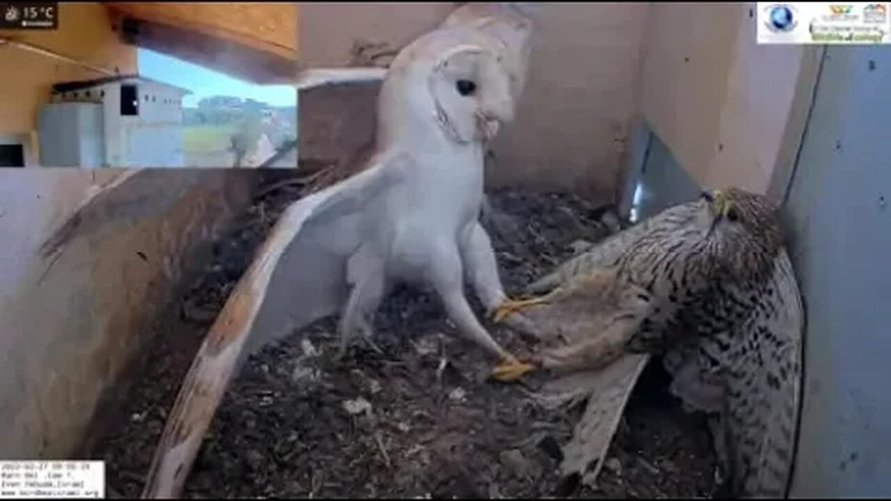 Owls protecting their eggs
