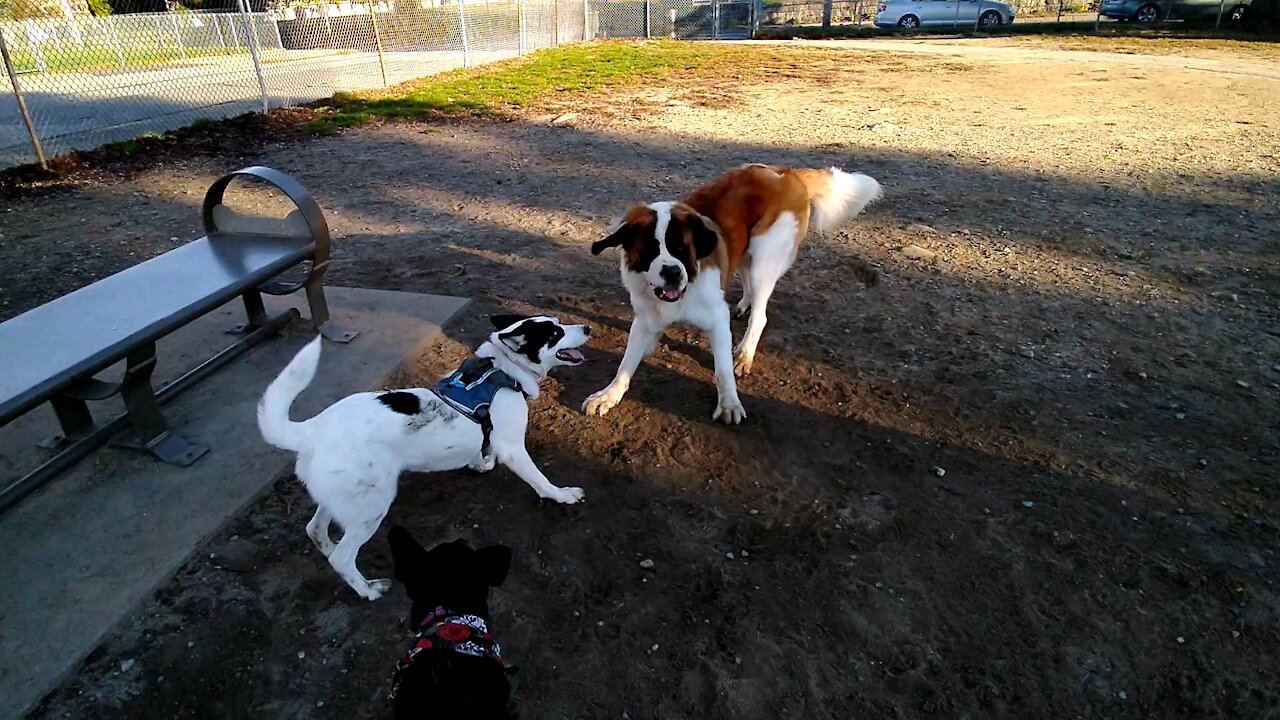 Saint Bernard and Everest