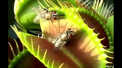 PESTY DEMOCRAT FLIES CAUGHT IN TRUMP TRAP