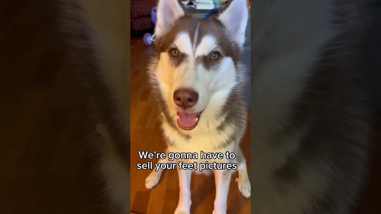 For all the husky feet freaks 🐾 #puppy #husky #dog #animals #cute #funnydogs #funny #pets