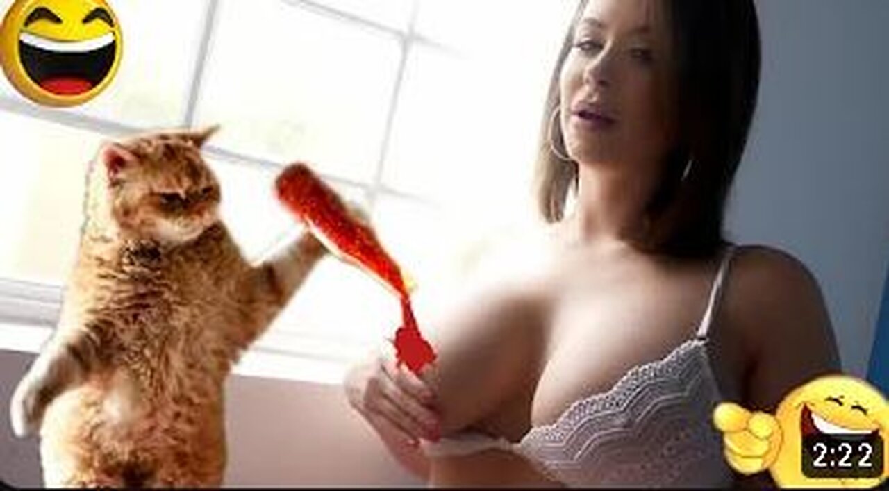 Funny Cats