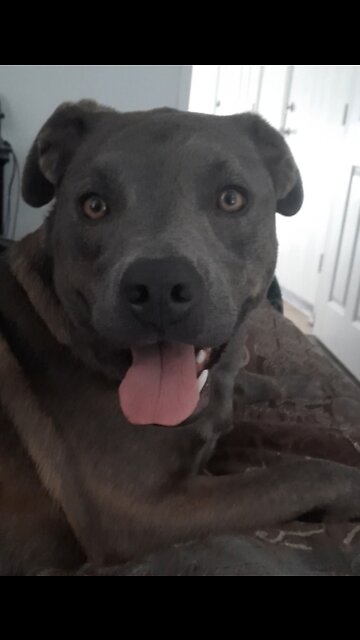 Dog Love Claire Bear Loves Tucker Carlson